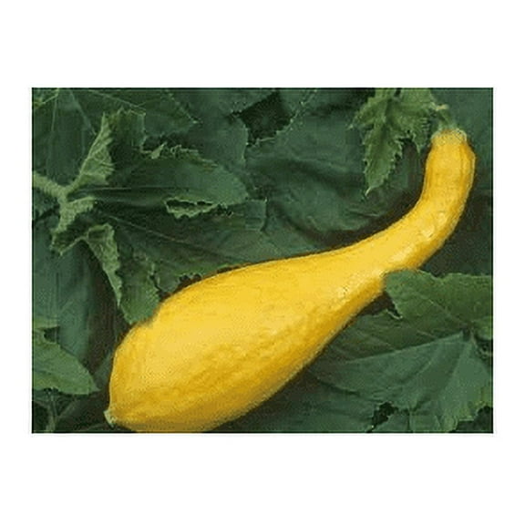 seed kingdom Squash Yellow Crookneck Garden Heirloom Vegetable Bulk 1 Lb Seeds