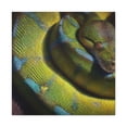 thumbnail image 3 of "Green Tree Python Shine" - Canvas, 3 of 25