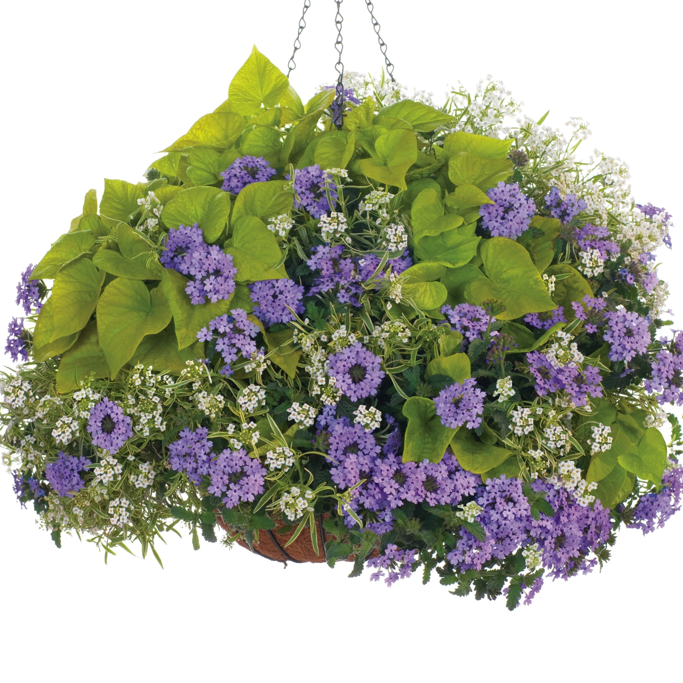 Proven Winners 4" Sweet Caroline Sweetheart Lime Sweet Potato Vine Live Plant in 4.25" Pot (4 Count)