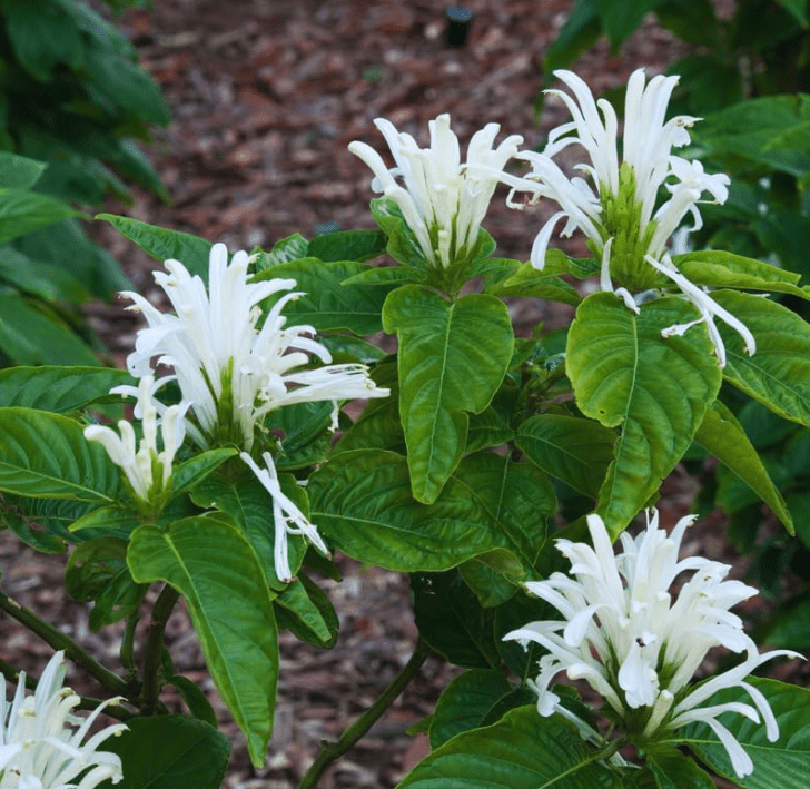 Live Shrimp Plant for Growing, 4 to 6 Inc Tall, White Shrimp Plant Pot, Shrimp Live Plant, Shrimp Plants Live Indoor Outdoor