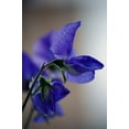 thumbnail image 2 of Sweet Pea Mammoth Mix Flower/ Annual/ Full Sun/ 225 Seeds 1 oz/ Zellajake Farm and Garden - B203, 2 of 5