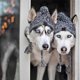 thumbnail image 5 of Methold Gorros de invierno para perros para mayor calidez y un aspecto moderno Gorro cálido para perros de invierno Gorros cálidos para Ropa para mascotas rojo violáceo M, 5 of 6