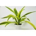 thumbnail image 3 of Dracaena Deremensis 'Lemon Surprise' - 4" Pot - Live House Plant, 3 of 4