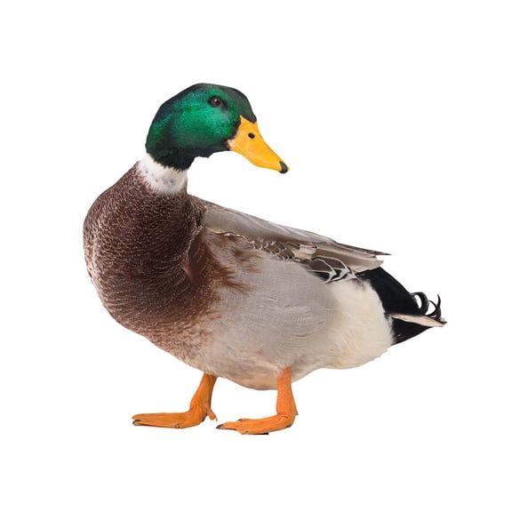ABODELINE Lifelike Acrylic Mallard Garden Stake - Realistic Duck Decor for Outdoor Lawn, Yard, and Patio Decoration (10.4 inch)