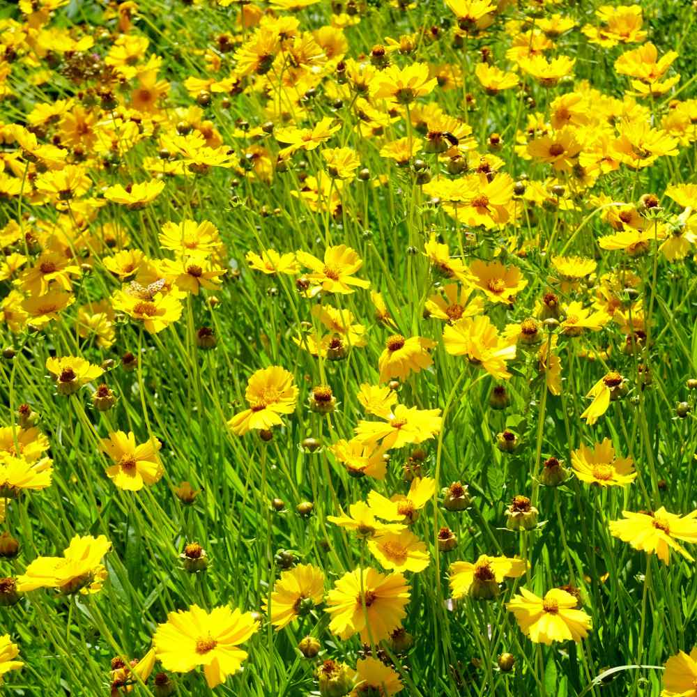 Outsidepride Lance-leaved Coreopsis Seed - 1 LB