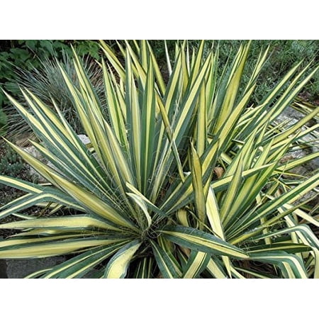 Pixies Gardens Yucca Color Guard 2 Gallon