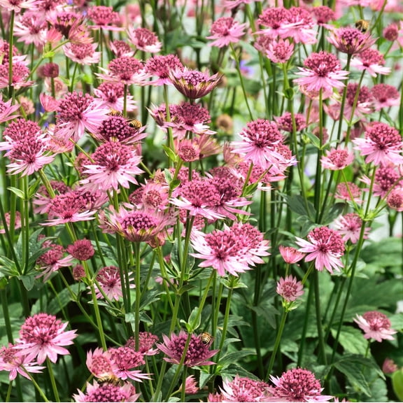 Easy to Grow Astrantia Roma 1 Plant Root, Pink Summer Blooms Partial Sun