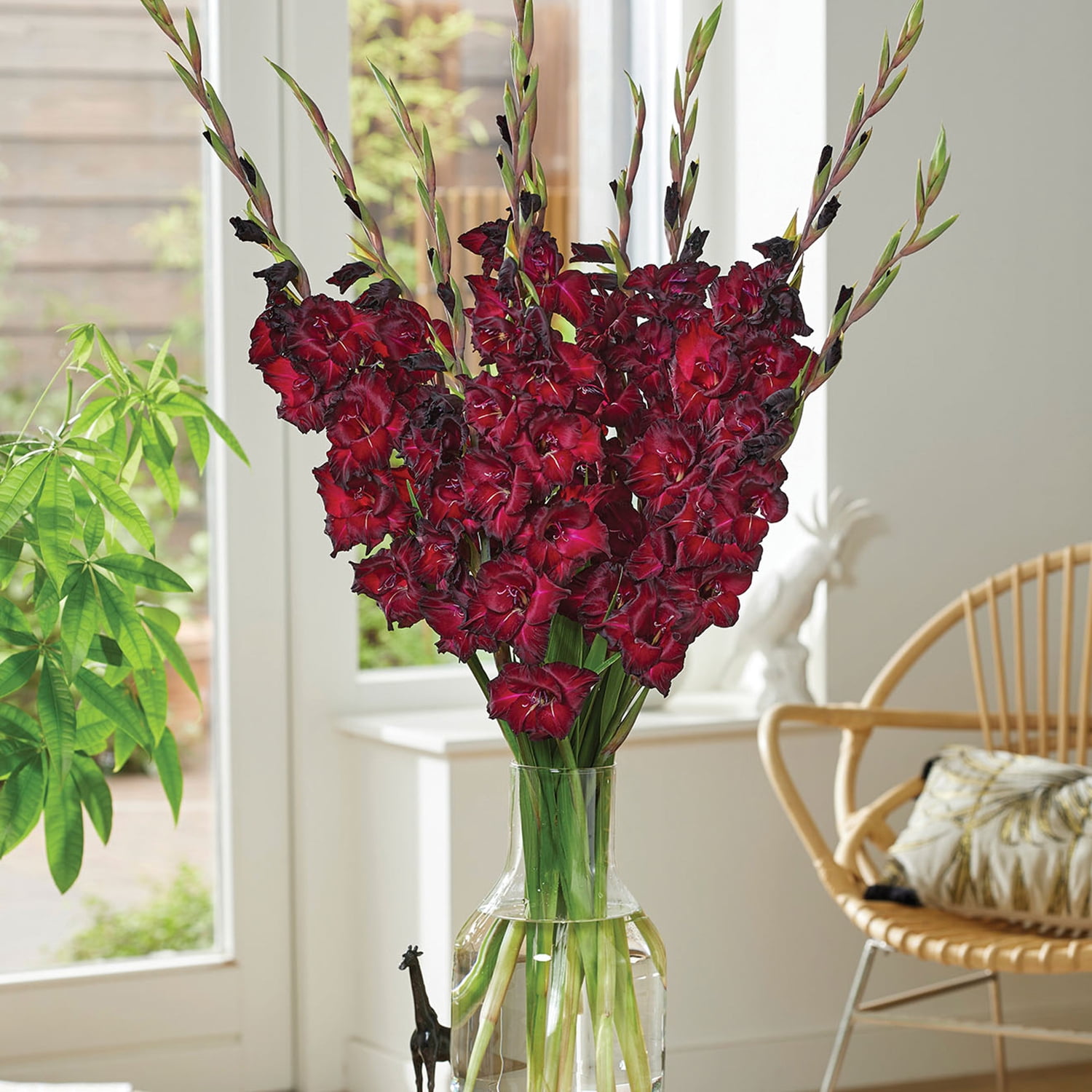 Expert Gardener Gladiolus Espresso Dormant Bulbs, Set of 16, Annual, Partial Sun