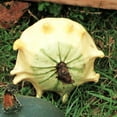 thumbnail image 6 of TomorrowSeeds - Crown of Thorns Ornamental Gourd Seeds - 60+ Count - For 2026 Planting Shenot Ten, 6 of 9