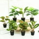 thumbnail image 5 of Planta en maceta Bewildely tortuga realista Decoración JH5472, 5 of 6