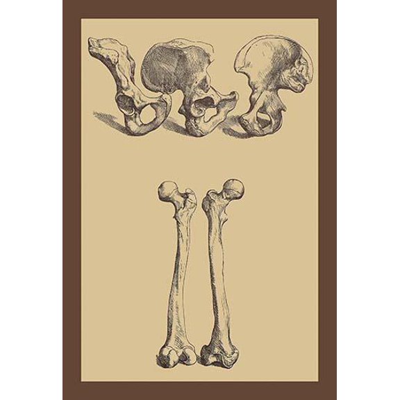 Pelvic Bones-Fine Art Canvas Print (20" x 30")