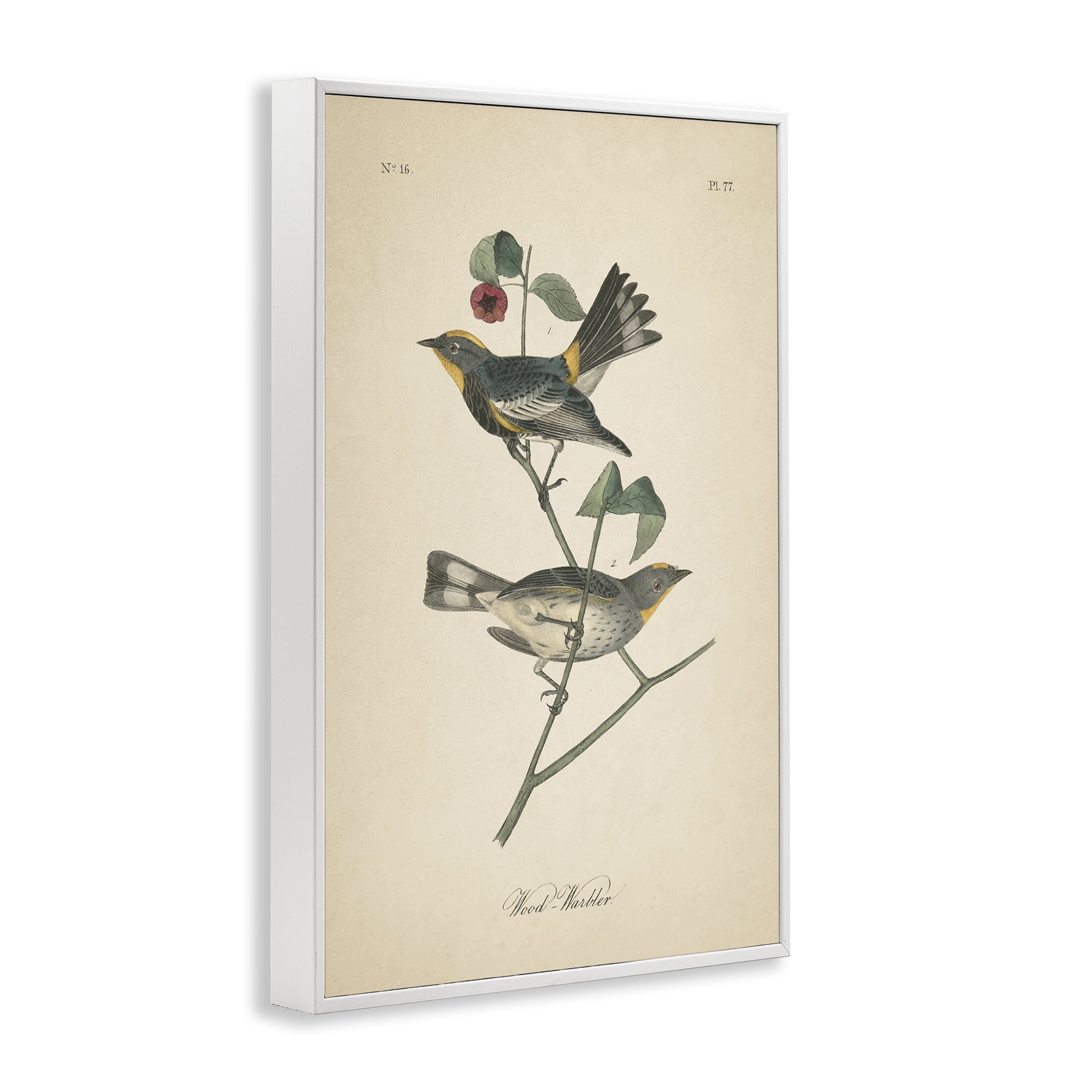 Stupell Industries Vintage Warbler Page Animals & Insects Painting White Framed Art Print Wall Art, 12 x 18