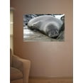 thumbnail image 2 of Howard Sleeping Seal Wall Decal, 2 of 2
