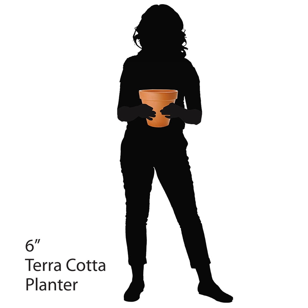 (3 pack) Pennington Red Terra Cotta Clay Planter, 6 inch Pot