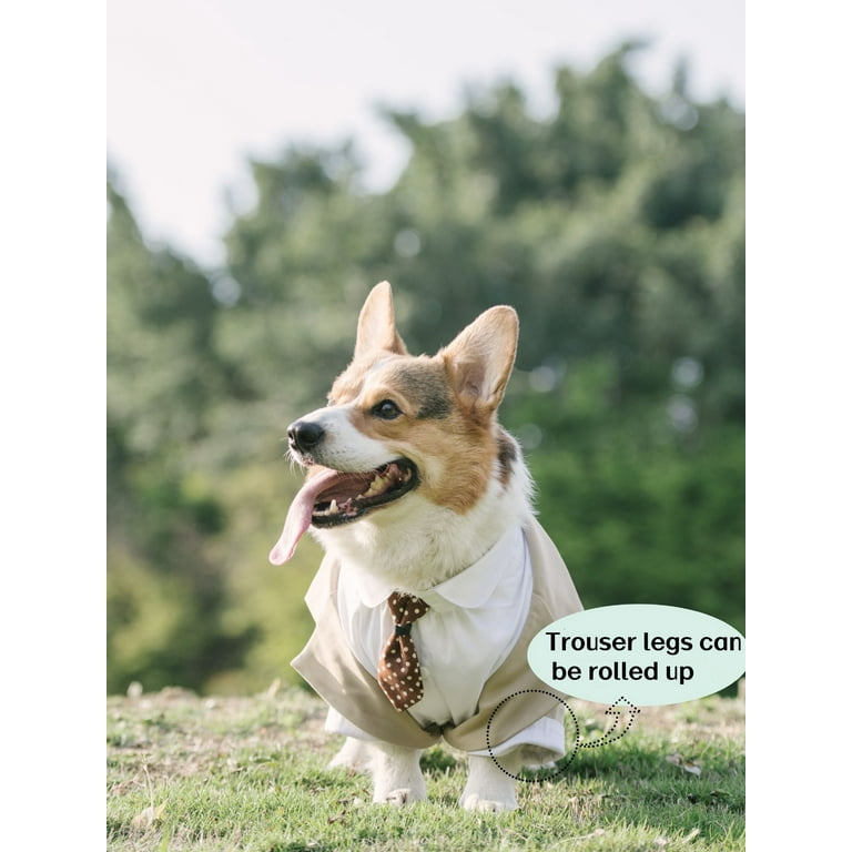Large dog tuxedo for wedding top