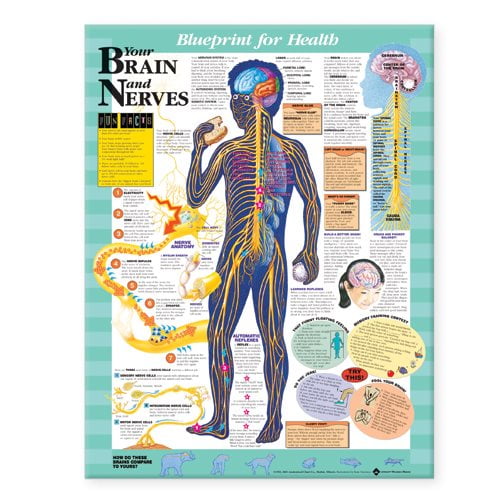 Pre-Owned Blueprint for Health Your Brain and Nerves Chart
