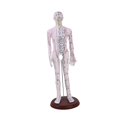 thumbnail image 3 of HILABEE Human Body Model Portable Color Coded Markings for Teaching Student Training White Male, 3 of 7