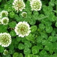 thumbnail image 1 of HJADGG White Clover Seeds, 2000 Seeds per Pack, 1 of 4