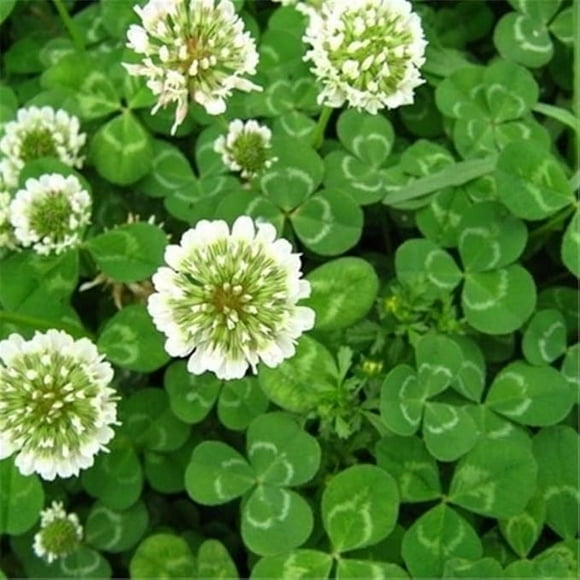 HJADGG White Clover Seeds, 2000 Seeds per Pack