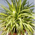 thumbnail image 3 of Spider Plant Reverse, 3 of 7