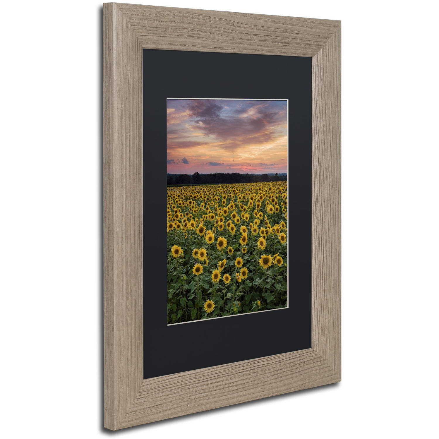 Trademark Fine Art "Sunflowers" Canvas Art by Michael Blanchette Photography Black Matte, Birch Frame