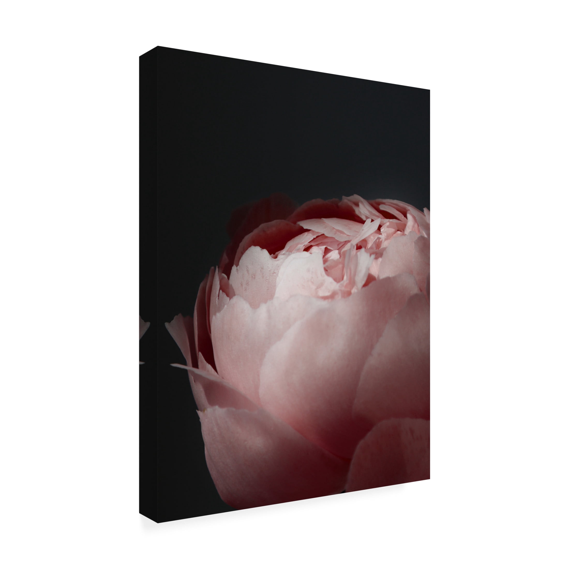 Trademark Fine Art Rosana Laiz Blursbyai Moody blush peony II Canvas Wall Art
