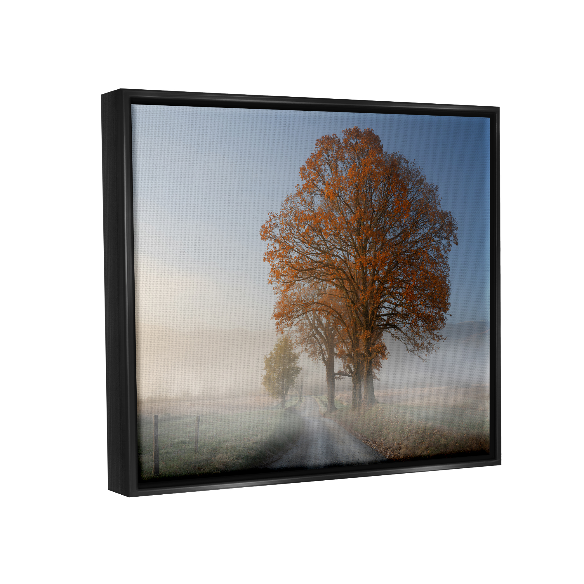 Stupell Foggy Road Sycamore Tree Landscape Photography Black Floater Framed Art Print Wall Art