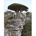 thumbnail image 3 of Dragon Blood Tree Seeds to Grow - 6 Seeds - Dracaena Draco Seeds for Planting - Exotic Tree Seeds, 3 of 3
