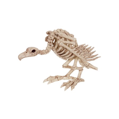 Skeleton Vulture