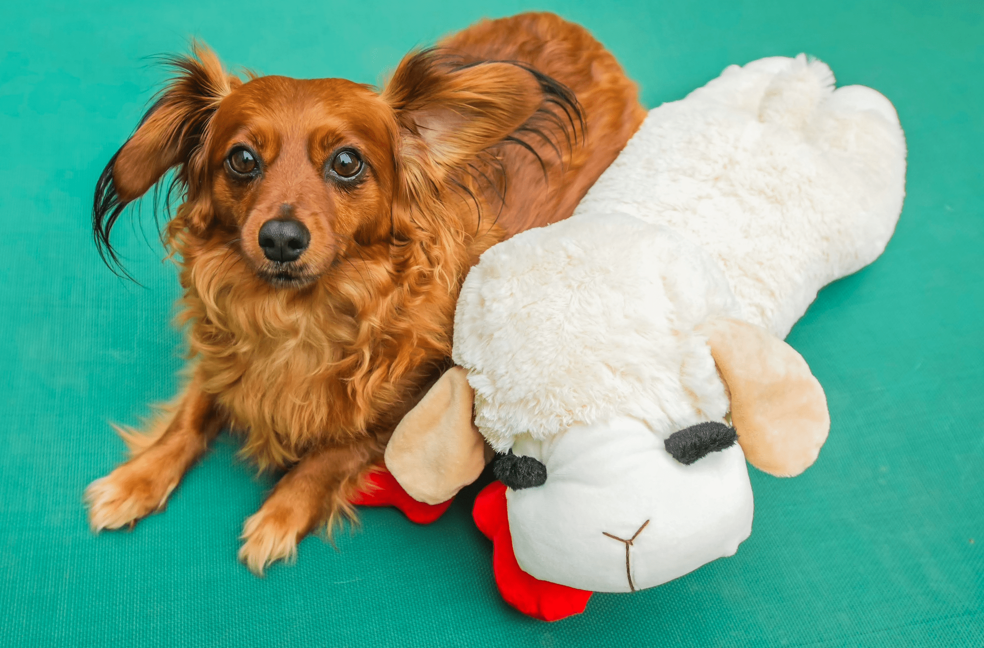 Multipet Jumbo Lamb Chop Plush Dog Toy with Squeaker 18 inches