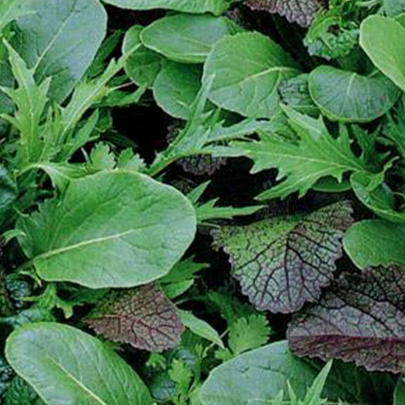 Organic Braising Greens - 2 g ~600 Seeds - Organic, Non-GMO, Open Pollinated - Farm & Garden Vegetable Gardening Seeds - Blend of Tatsoi, Mizuna, Red Giant Mustard, Arugula, More
