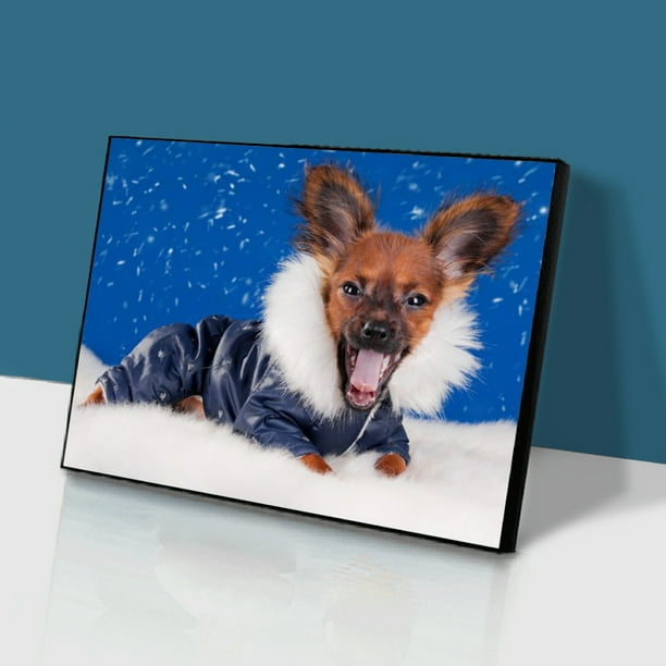 Diamond hot sale puppy walmart