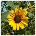 thumbnail image 4 of Everwilde Farms - 1 lb Wild Annual Sunflower Native Wildflower Seeds - Gold Vault Bulk Seed Packet, 4 of 4