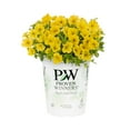 thumbnail image 2 of Proven Winners 1.5PT Yellow Calibrachoa Live Annual Plant Sun 5-Pack, 2 of 6