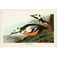 thumbnail image 2 of Audubon, John James 24x17 Black Ornate Wood Framed with Double Matting Museum Art Print Titled - Pl 429 Western Duck, 2 of 4