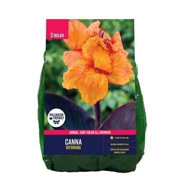 Van Zyverden Canna Wyoming (Set of 3 Dormant Bulbs) Full Sun, Orange, Annual