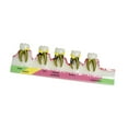 thumbnail image 4 of lionlar Demonstration Tooth Model Education Standard Tooth for School Classroom Kids B, 4 of 9