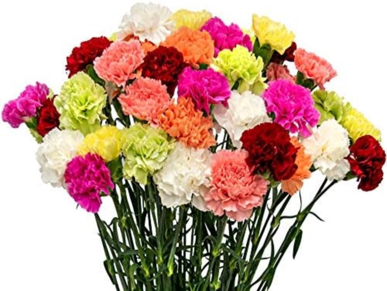30 Rare Carnation Seeds | Mixed Color Dianthus | Heirloom Flower Seeds for Gardens