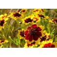 thumbnail image 5 of 1000 PLAINS COREOPSIS (Golden Tickseed) Coreopsis Tinctoria Flower Seeds, 5 of 6
