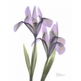 thumbnail image 2 of Koetsier, Albert 12x14 Black Ornate Wood Framed with Double Matting Museum Art Print Titled - Purple Iris, 2 of 4
