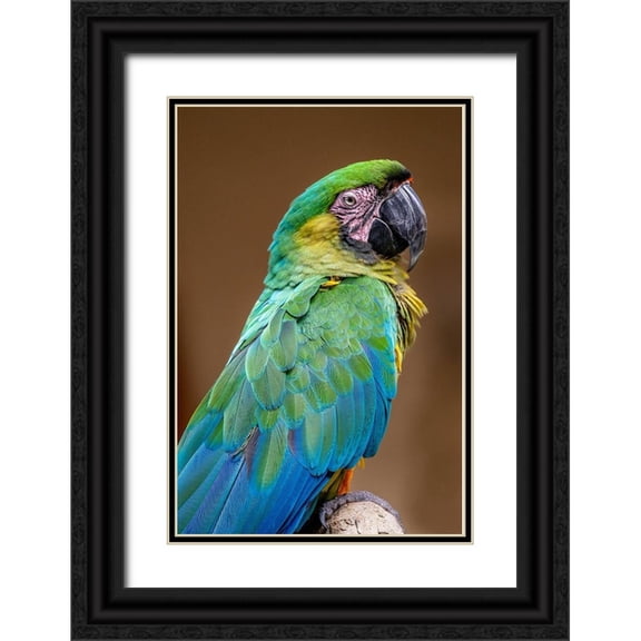 Engelbrecht, Jim 17x24 Black Ornate Wood Framed with Double Matting Museum Art Print Titled - The Dominican green-and-yellow macaw