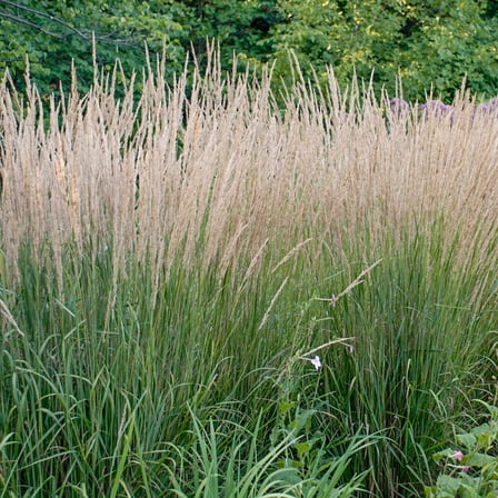 Karl Forester Ornamental Grass Dormant Bare Root Perennial Starter Plant, One Plant per Offer