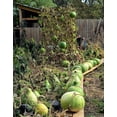 TomorrowSeeds Bushel Gourd Seeds 40+ Count Packet HardShelled