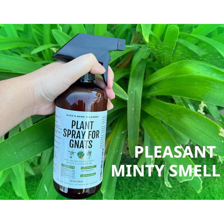 Plant Spray for Insects & Getting Rid of Gnats with 12 Sticky Traps. Fungus  Gnat Killer & Bug Spray for Indoor Plants (16oz, Pet Safe, Non Toxic) -  Walmart.com