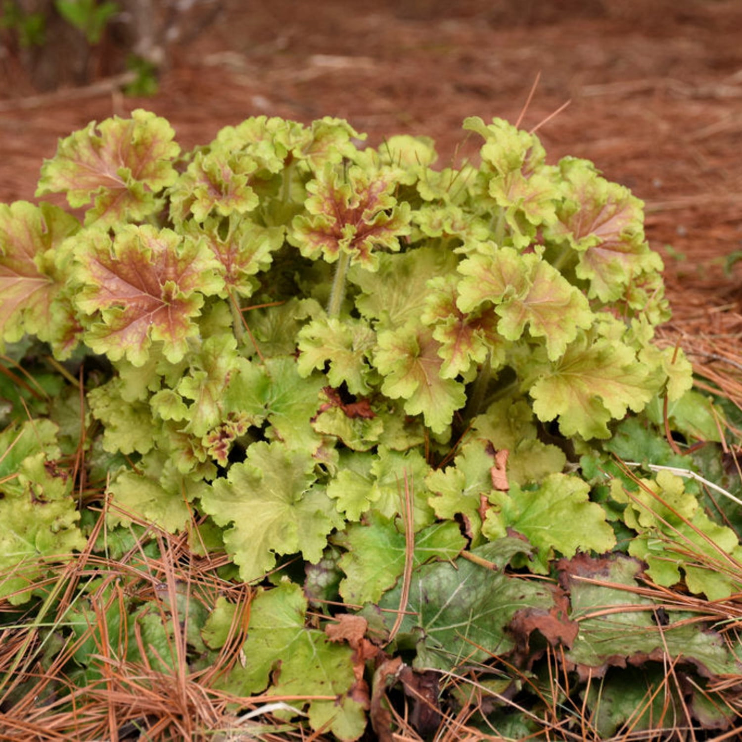 Proven Winners 6" Yellow Dolce 'Apple Twist' Coral Bells Live Plant in 6.5" Pot