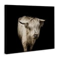 thumbnail image 2 of Stupell Industries Farmhouse Solemn Cattle Portrait Modern Farm Animal over Black Canvas Art, 20 x 16, by Marika Moffit, 2 of 7
