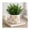 White, variant on Decorative Flower Pots with Daisy Pattern for Home Decor - Indoor and Outdoor Plant Pot for Living Room, Garden, or Patio Decor - Planter for Office, Kitchen, or Side Table - 6", White & Gold