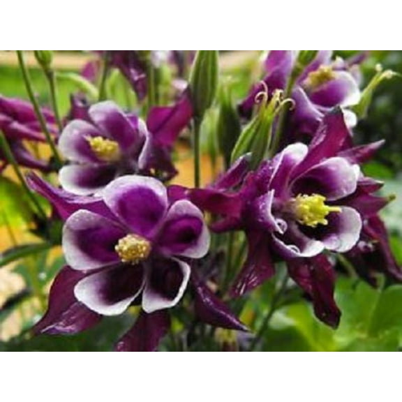 100 DWARF COLUMBINE MIX Aquilegia Vulgaris Mixed Colors Flower Seeds