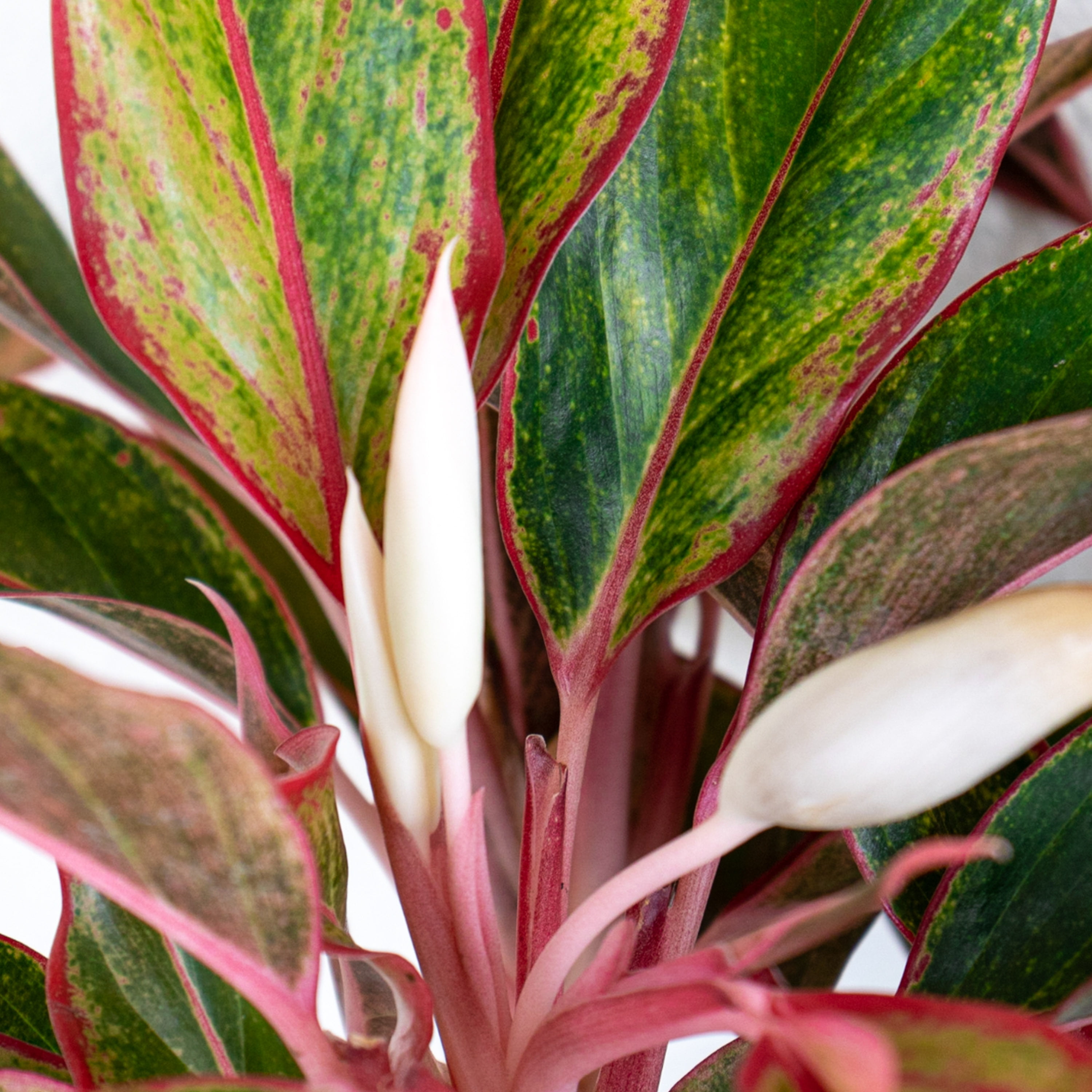 United Nursery Live Aglaonema Siam Aurora Houseplant 12-14in Tall in 6-inch Premium Ecopot Dark Gray