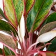 thumbnail image 3 of United Nursery Live Aglaonema Siam Aurora Houseplant 12-14in Tall in 6in Premium Ecopot White Gray, 3 of 7